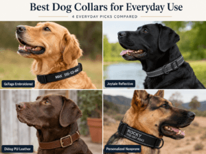 Four dogs wearing different collar styles compared to find the best dog collars for everyday use.