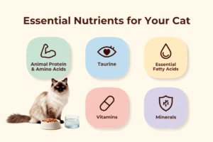 Infographic showing essential cat nutrition, including animal protein and amino acids, taurine, essential fatty acids, vitamins, and minerals, alongside a cat with food and water. Shorter option: > Essential cat nutrients infographic featuring protein, taurine, fatty acids, vitamins, and minerals. 