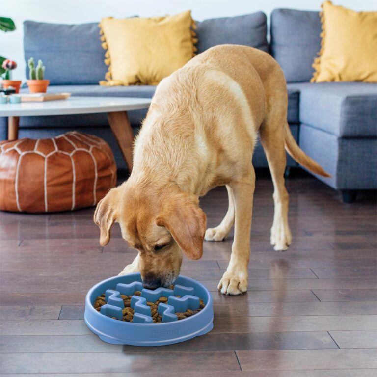 Outward Hound Fun Feeder Slo Bowl Review: A Simple Slow-Feeding Solution for Medium to Large Dogs