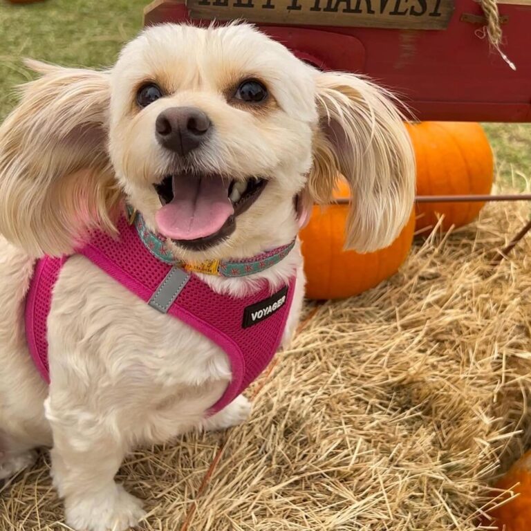 Stay Cool & Secure on Every Walk: Voyager Step-In Air Harness Review