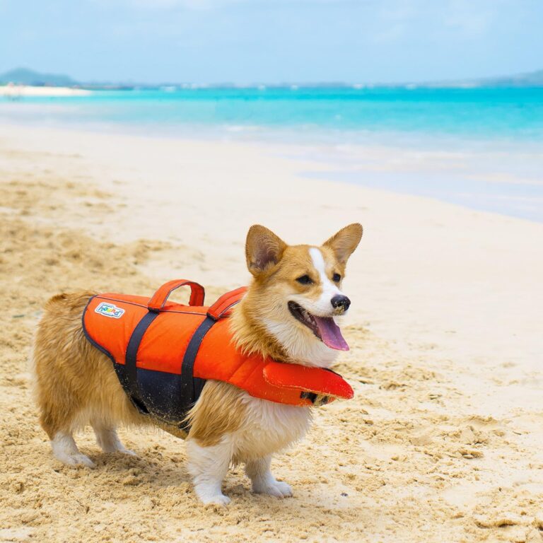 Will the Outward Hound Granby Splash Dog Life Jacket Keep Your Pup Safe in the Water?
