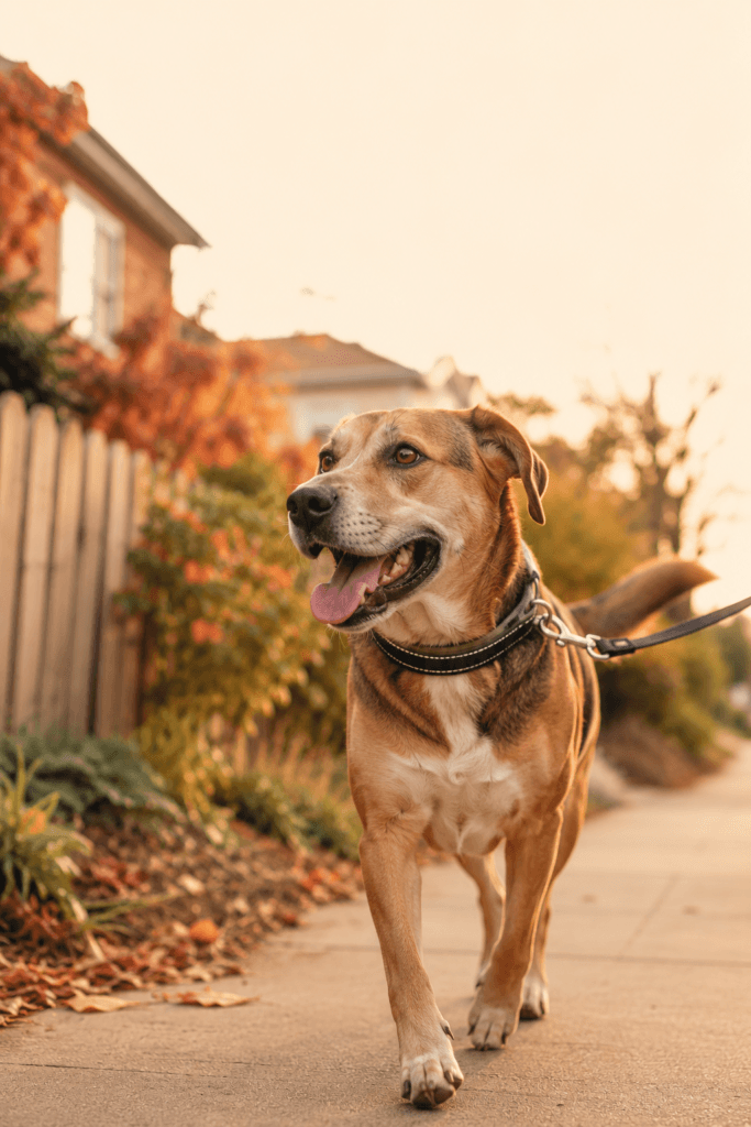 Brown dog wearing the best dog collars for everyday use while walking on a leash along a suburban sidewalk.